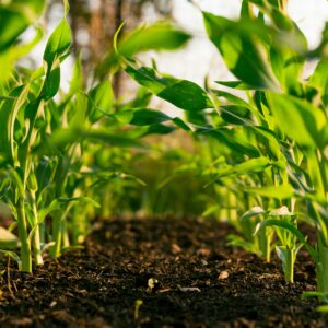 Jain Irrigation Drip Kit 1 Acre Tomato Chilli