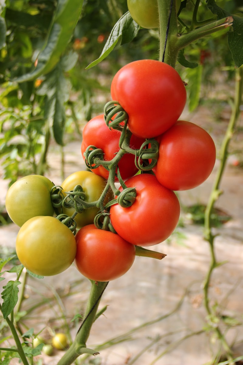 Tomato
